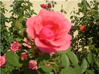 c00d5386-Picture 4951.jpg